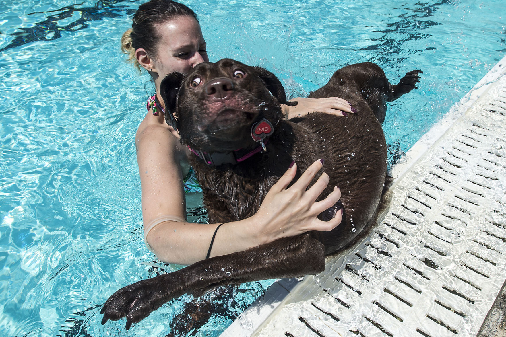 2017-08-19 Dog swim